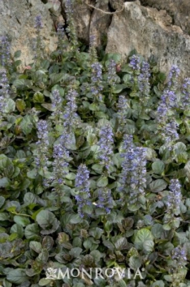 Catlin's Giant Carpet Bugle