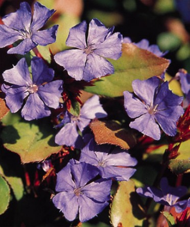 Ceratostigma plumbaginoides 'Leadwort'