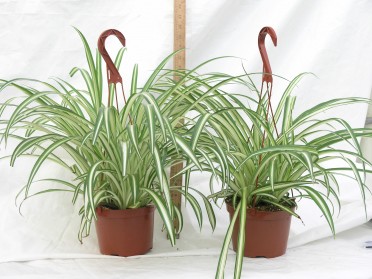 Chlorophytum comosum 'Spider Plant Variegated'