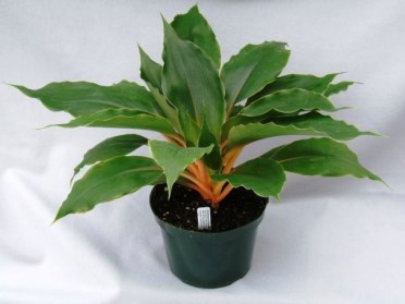 Chlorophytum orchidastrum 'Mandarine'