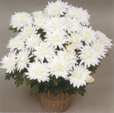 Chrysanthemum