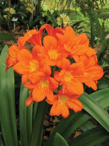 Clivia Cape Town Best Orang