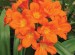 Clivia Cape Town Best Orang