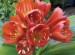 Clivia Cape Town Best Red