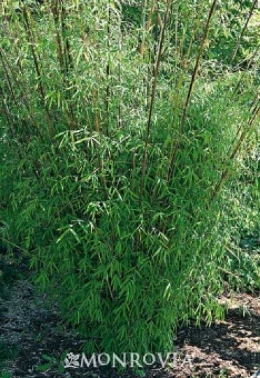 Clumping Bamboo 'Narrow-Leaved '