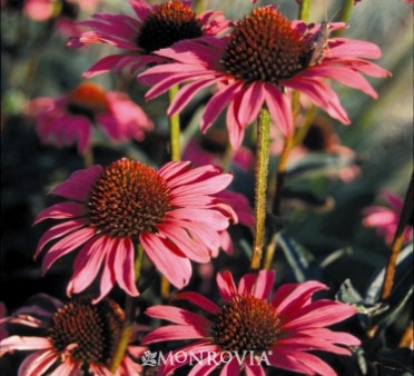 Coneflower 'Magnus Purple '