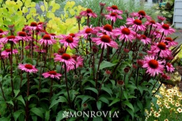 Coneflower 'Merlot'