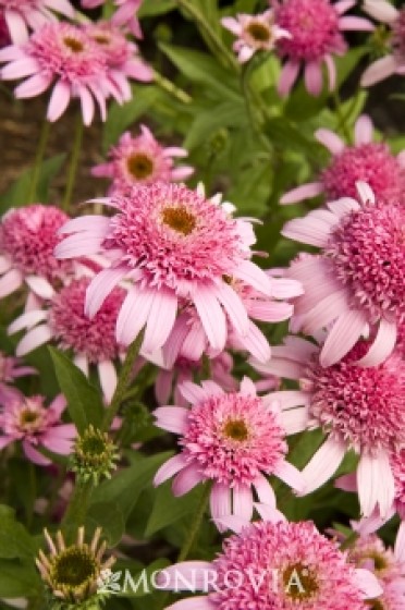 Coneflower 'Pink Double Delight'