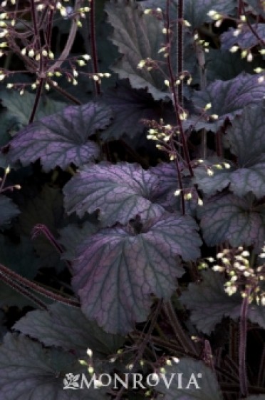 Coral Bells 'Frosted Violet'