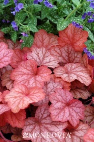 Coral Bells 'Georgia Peach'