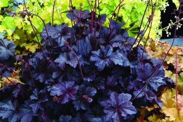 Heuchera Obsidian