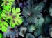 Heuchera Obsidian 2