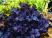 Heuchera Obsidian