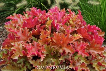 Coral Bells 'Marmalade' 