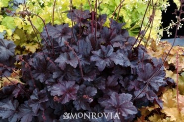 Coral Bells 'Obsidian'