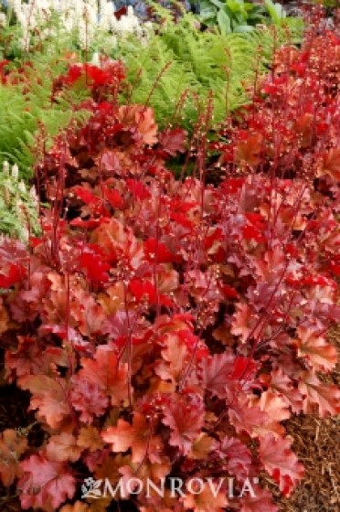 Coral Bells 'Peach Flambe'