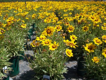 Coreopsis 'Tequila Sunrise'