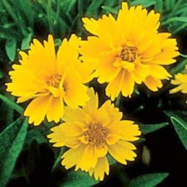 Coreopsis grandiflora 'Early Sunrise'