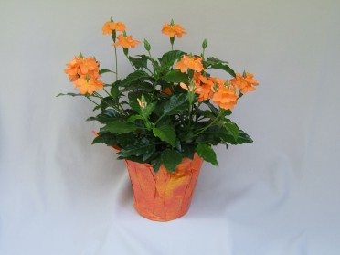 Crossandra 'Sundance'