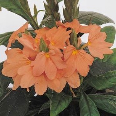 Crossandra 'Tropic Flame'