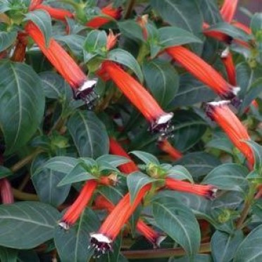 Cuphea 'Ignea Dynamite'