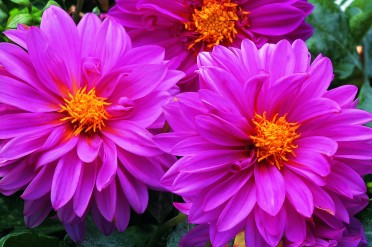 Dahlia 'Hello Pink Shades' 