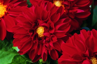 Dahlia 'Hello Scarlet Shades' 