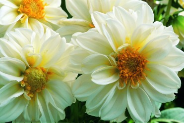 Dahlia 'Hello White' 