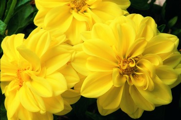 Dahlia 'Hello Yellow Shades' 