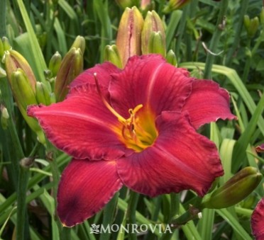 Daylily 'Chicago Apache'