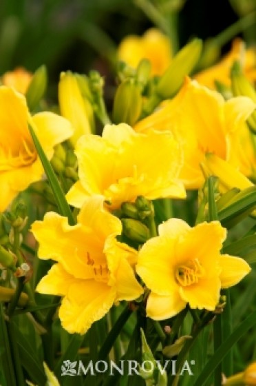 Daylily 'Happy Returns Dwarf'