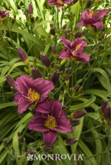 Daylily 'Little Grapette Dwarf'