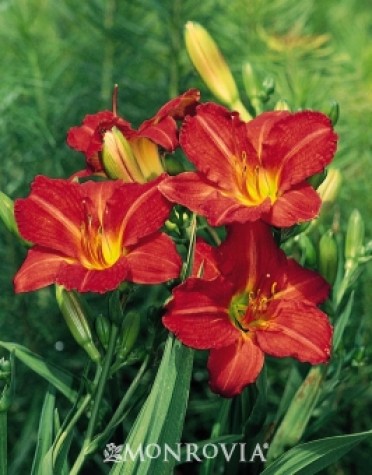 Daylily 'Red Rum'