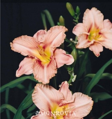 Daylily 'Starburst(R) Salmon Evergreen'