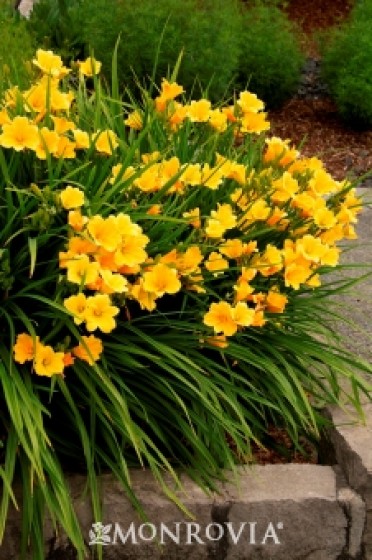 Daylily 'Stella De Oro Dwarf'