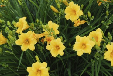 Daylily, Daylilies, (Hemerocallis)