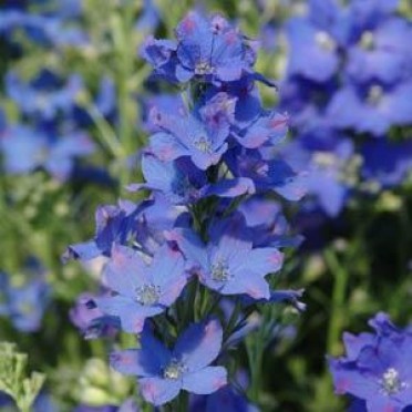 Delphinium 'Blue Butterfly'