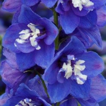 Delphinium Desante