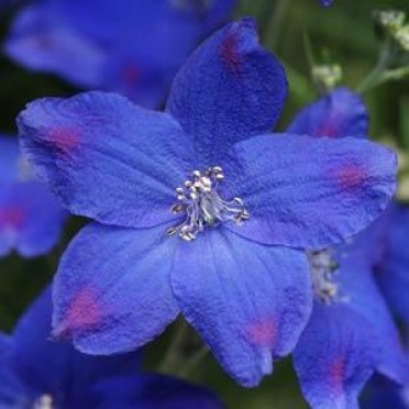 Delphinium 'Diamond Blue'