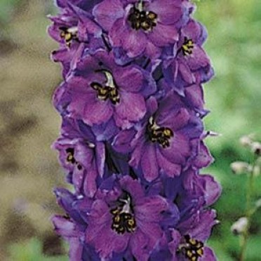 Delphinium 'Pacific Giant Black Knight'