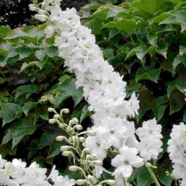 Delphinium 'Pacific Giant Galahad'