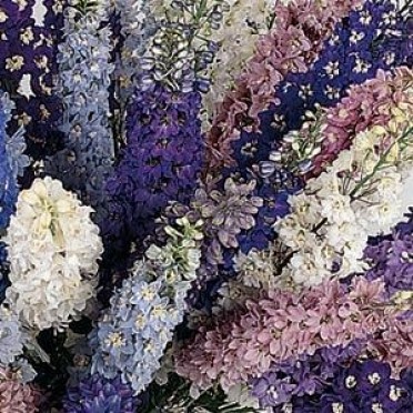 Delphinium 'Pacific Giant Mix'