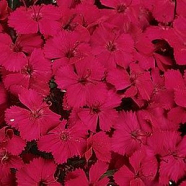 Dianthus 'Amazon Neon Cherry'