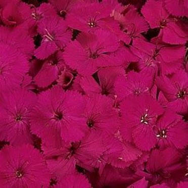 Dianthus 'Amazon Neon Purple'