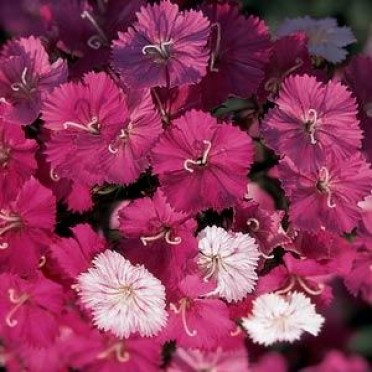 Dianthus 'Amazon Rose Magic'