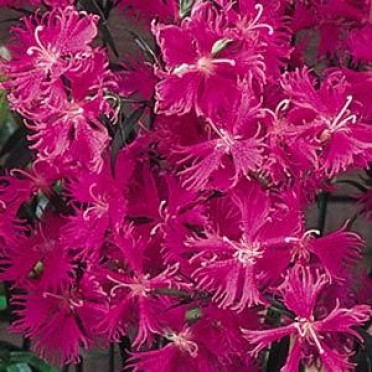 Dianthus 'Bouquet Purple'