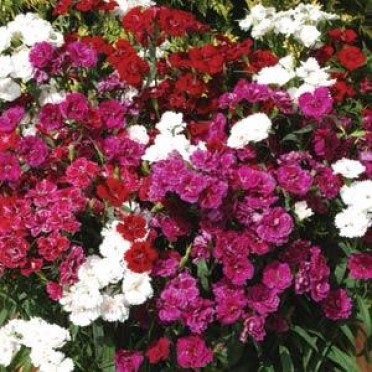 Dianthus 'Dynasty'