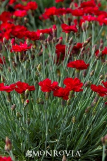 Dianthus 'Frosty Fire Cheddar Pink'