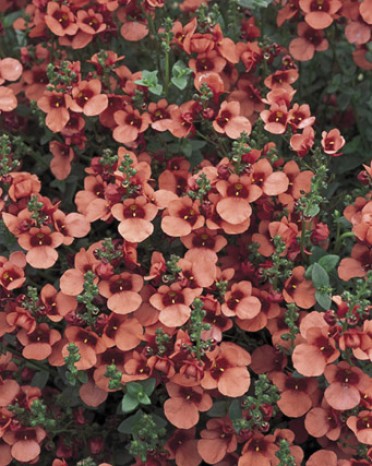 Diascia 'Flying Colors Coral'