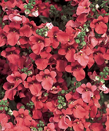 Diascia 'Flying Colors Red'